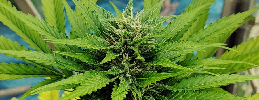 Reale Moby femminilizzata foto molto dettagliata della pianta di cannabis