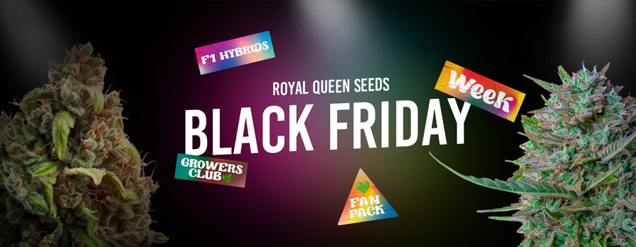 Royal Queen Seeds Black Friday 2023