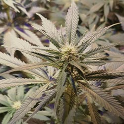 Sativas
