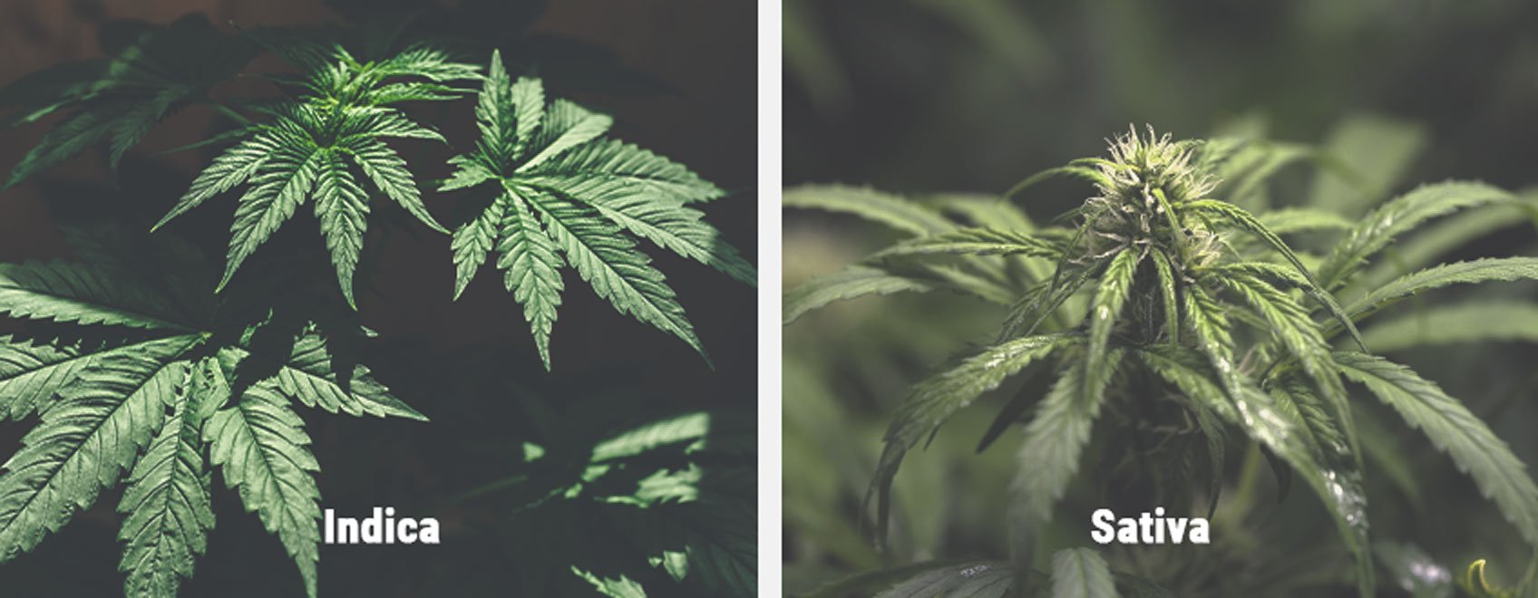 La Risposta delle Varietà Sativa al Fotoperiodo La Risposta delle Varietà Sativa al Fotoperiodo