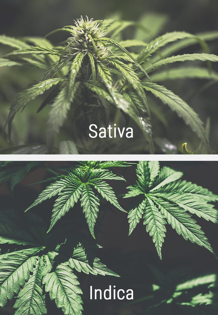 La Risposta delle Varietà Sativa al Fotoperiodo La Risposta delle Varietà Sativa al Fotoperiodo