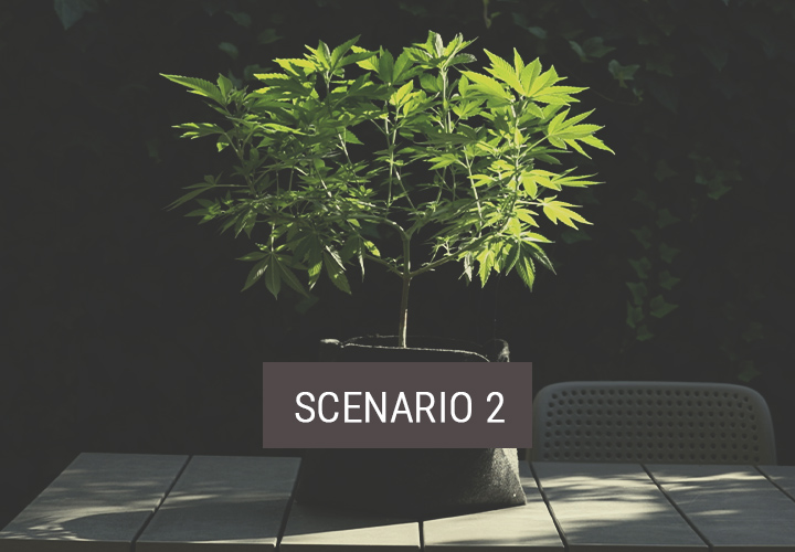 Scenario 2: Come Spostare le Piante Indoor all'Aperto per Farle Fiorire