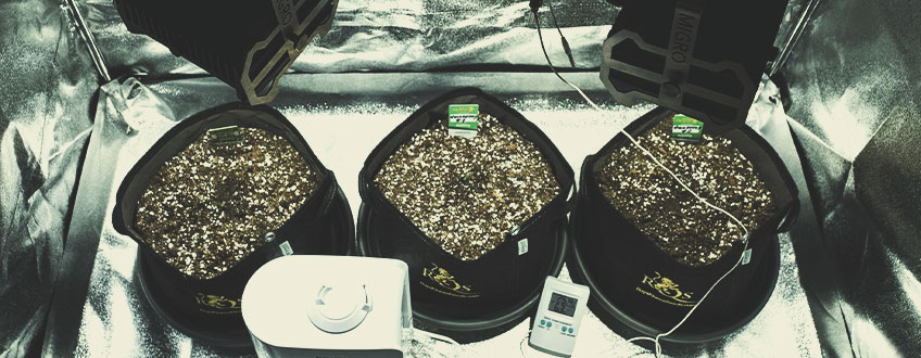 LE BASI: OTTIMIZZARE LUCE, TEMPERATURA ED UMIDITÀ PER LE PLANTULE DI CANNABIS LE BASI: OTTIMIZZARE LUCE, TEMPERATURA ED UMIDITÀ PER LE PLANTULE DI CANNABIS