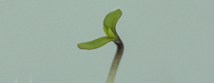 FASE 2: PLANTULA (2 SETTIMANE) FASE 2: PLANTULA (2 SETTIMANE)