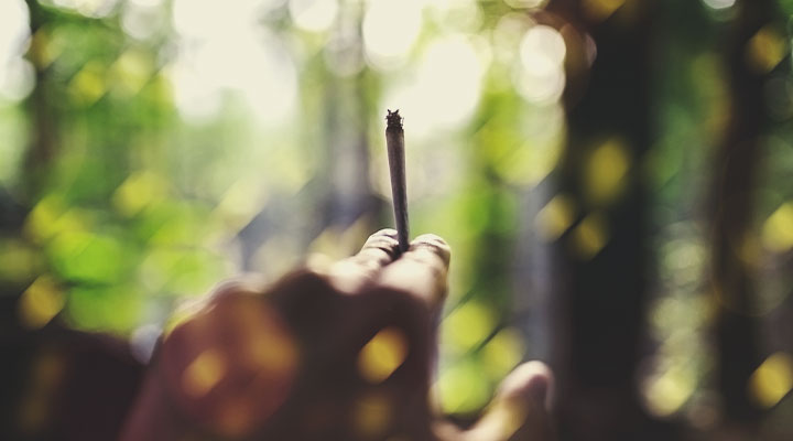 Preparazione e preparativi applicati alla cannabis: Consigli e trucchi Preparazione e preparativi applicati alla cannabis: Consigli e trucchi