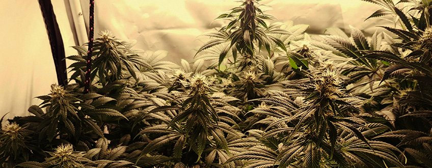 Shining Silver Haze Shining Silver Haze
