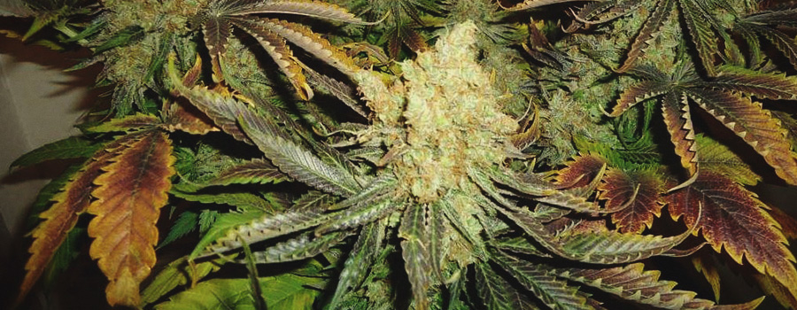 Shining Silver Haze
