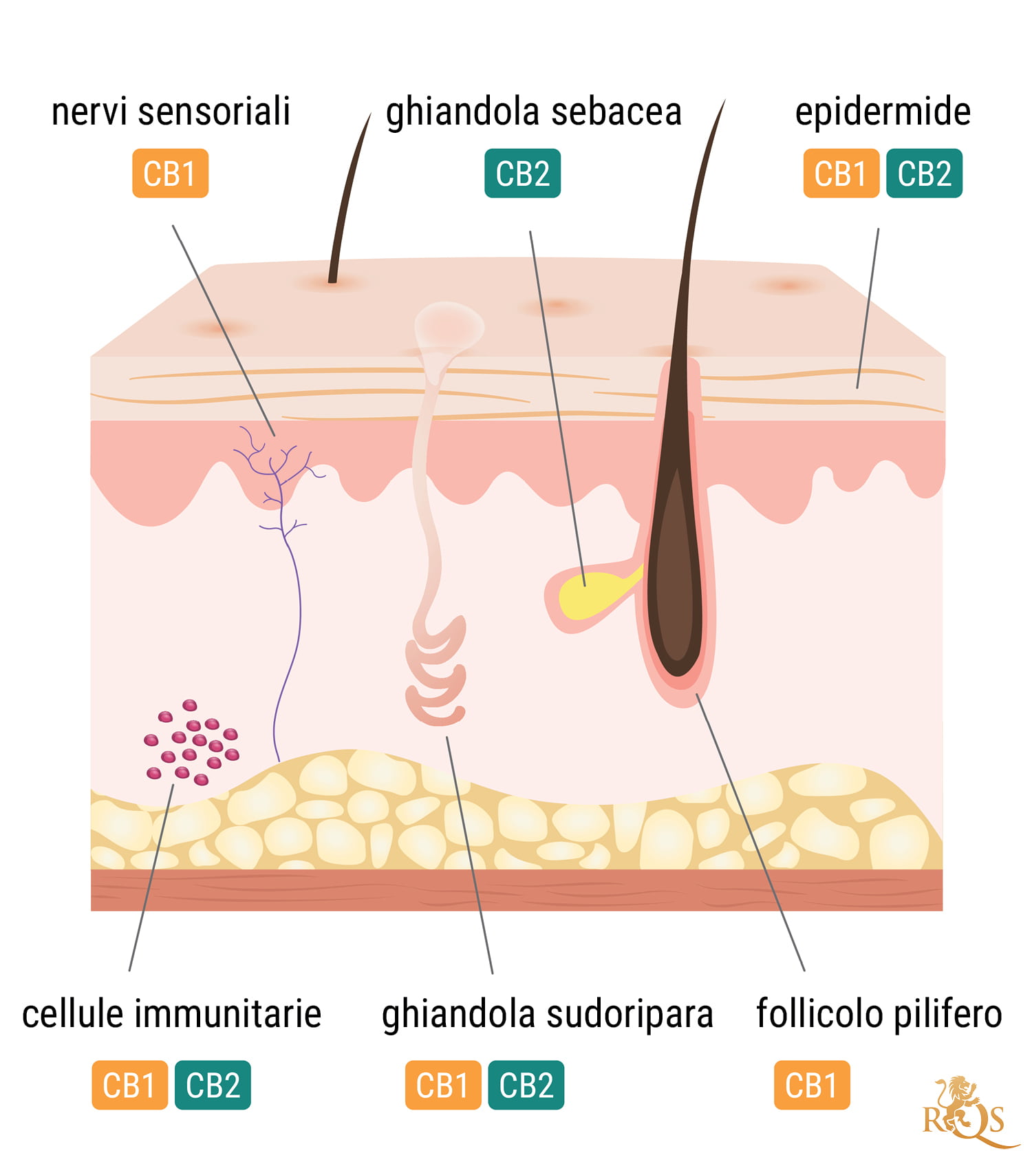 Il sistema endocannabinoide e la pelle