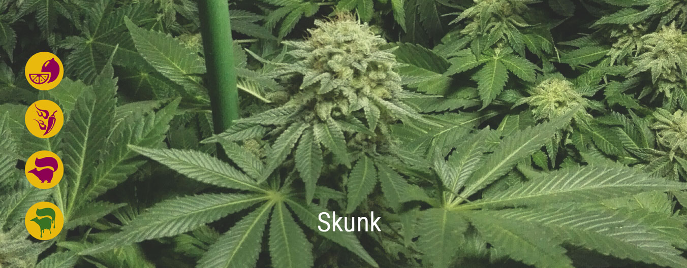 Le migliori varietà di cannabis Skunk