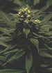 Skunk, Haze, And Kush