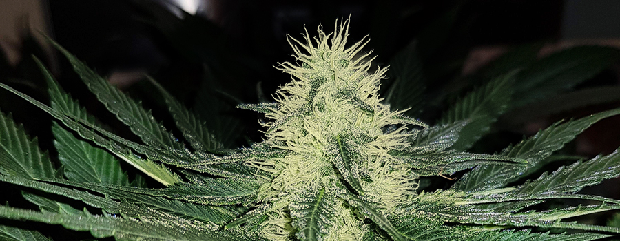 Skunk XL