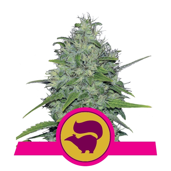 Skunk XL Skunk XL