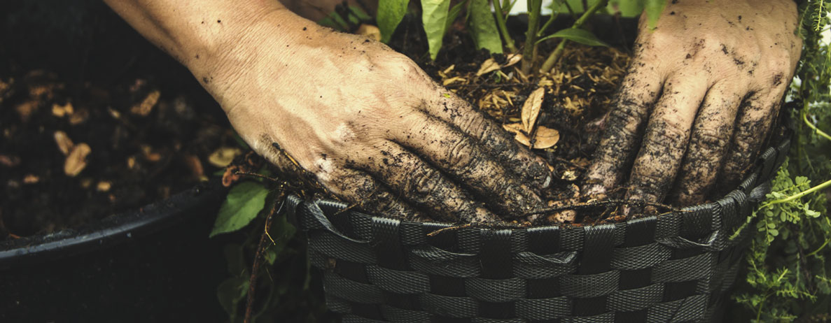 Come usare gli input dell’agricoltura naturale coreana