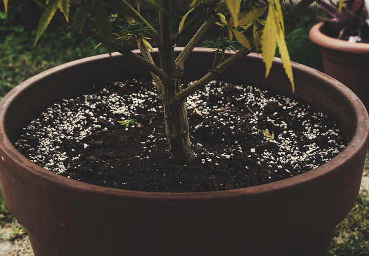 Riutilizzare Un Suolo Vecchio Per Coltivare Cannabis Riutilizzare Un Suolo Vecchio Per Coltivare Cannabis