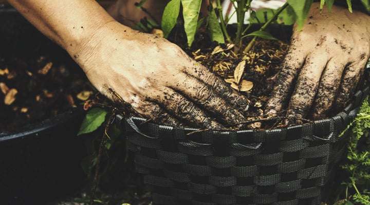 Come usare gli input dell’agricoltura naturale coreana