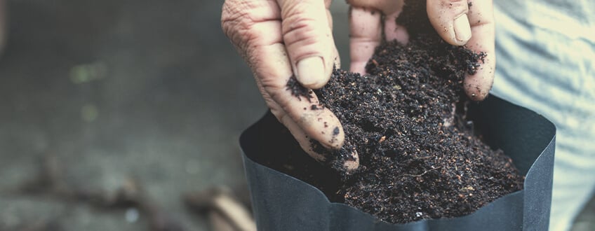 MANCATO UTILIZZO DEL GIUSTO TIPO DI TERRICCIO