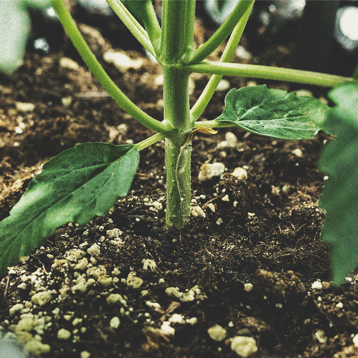 The Basics of Cannabis Outdoor Growing (Part 4) The Basics of Cannabis Outdoor Growing (Part 4)