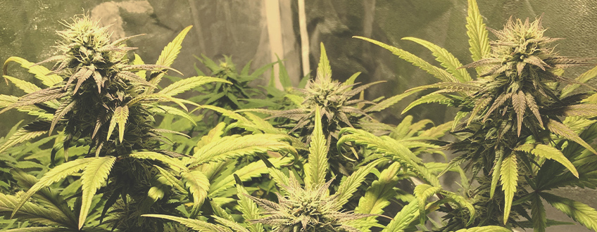 Solomatic CBD Solomatic CBD