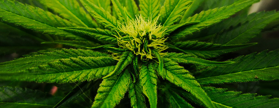 SOMANGO XL SOMANGO XL