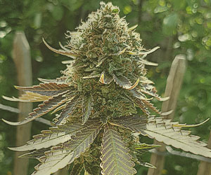 Somango XL Somango XL