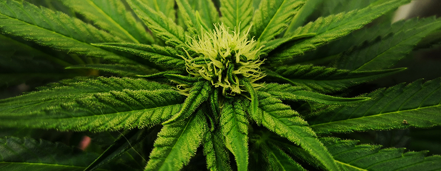 SOMANGO XL SOMANGO XL