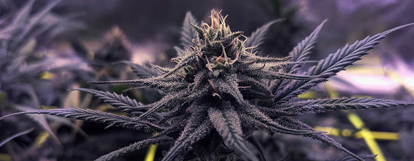 Sour Diesel Sour Diesel