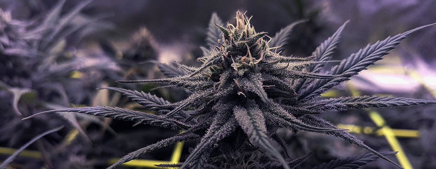 Sour Diesel Sour Diesel