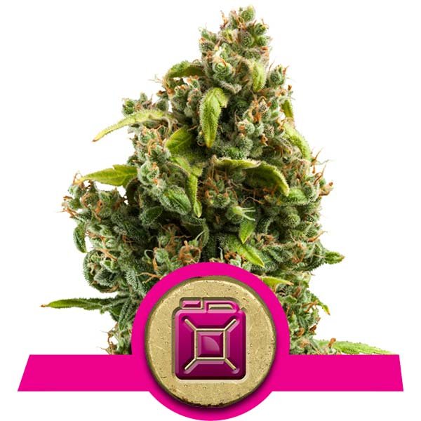 Sour Diesel Royal Queen Seeds Sour Diesel Royal Queen Seeds