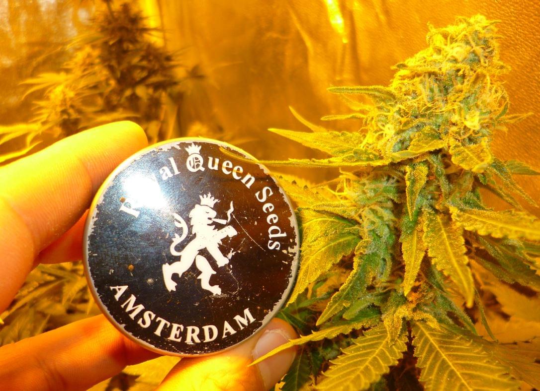 Royal Queen Seeds Cannabis Royal Queen Seeds Cannabis