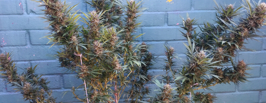 Special Kush Cannabis Climi Caldi Special Kush Cannabis Climi Caldi