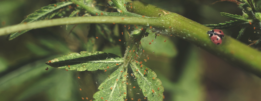 Come Usare le Coccinelle per Controllare gli Acari ed Altri Parassiti