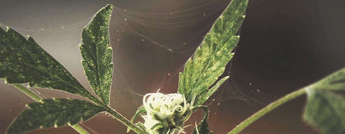 Infestazione da parassiti in una pianta di cannabis