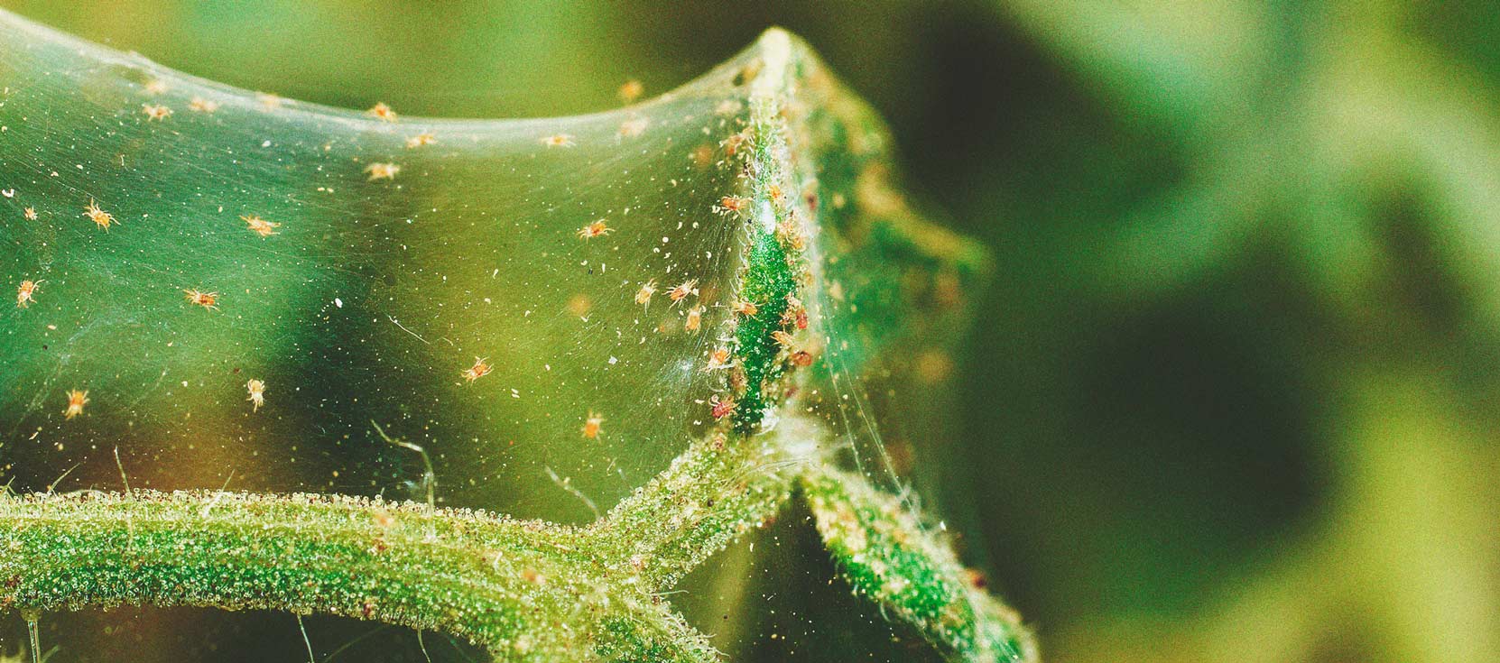 The Basics of Cannabis Outdoor Growing (Part 4) The Basics of Cannabis Outdoor Growing (Part 4)