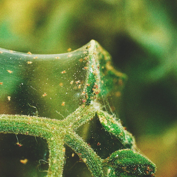 The Basics of Cannabis Outdoor Growing (Part 4) The Basics of Cannabis Outdoor Growing (Part 4)