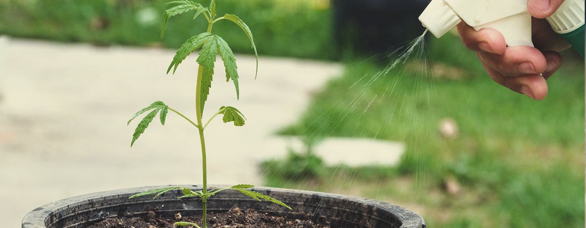 Perché usare l’agricoltura naturale coreana in ogni fase del ciclo di vita della cannabis?