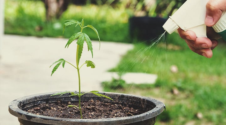 Perché usare l’agricoltura naturale coreana in ogni fase del ciclo di vita della cannabis?