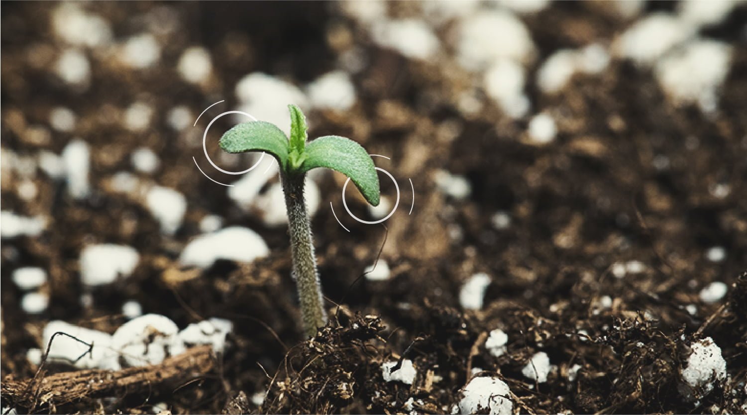 Guida Completa alla Germinazione dei Semi di Cannabis - Royal Queen Seeds