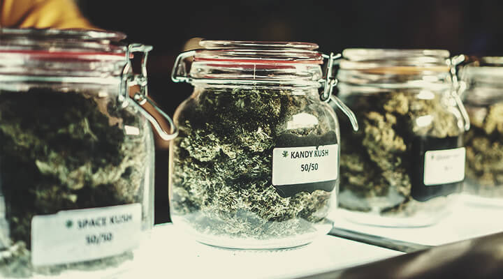 Classificazione attuale della cannabis: Una “restrizione” del settore?