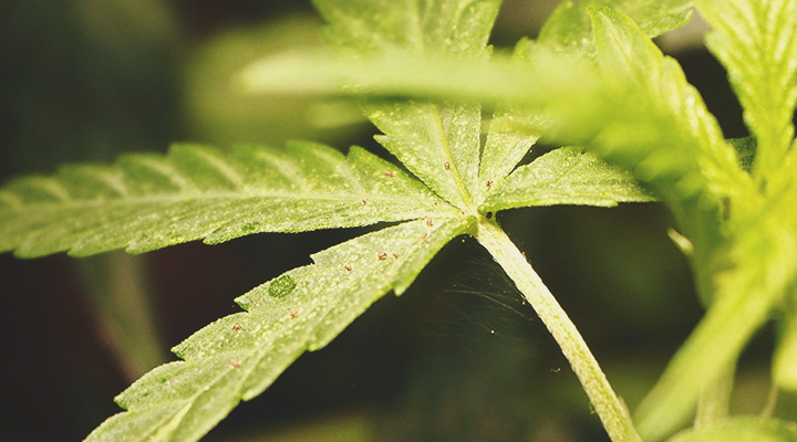 Lo stress delle piante stimola la produzione di cannabinoidi e terpeni