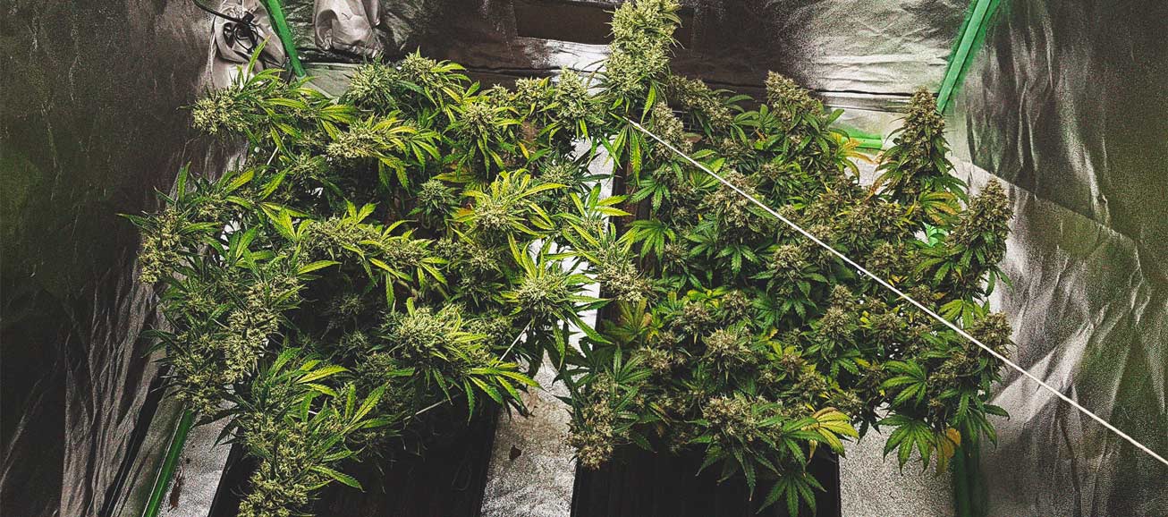 I Modi Migliori per Sostenere Grandi Fiori di Cannabis Indoor ed Outdoor