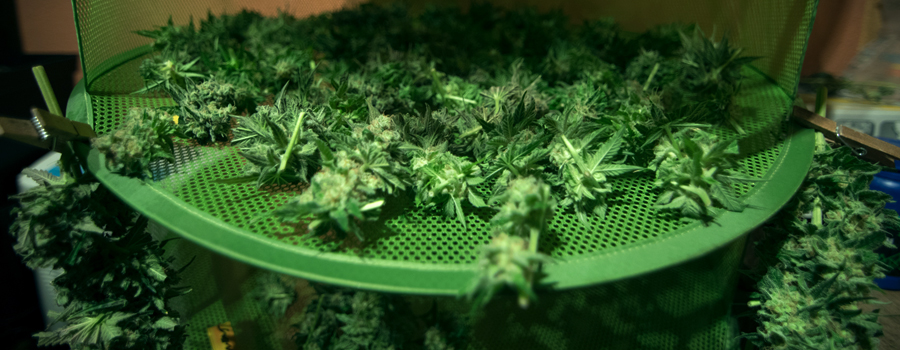 Cannabisknospe