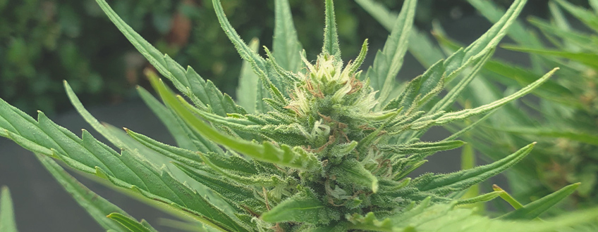 Sweet ZZ Auto Sweet ZZ Auto