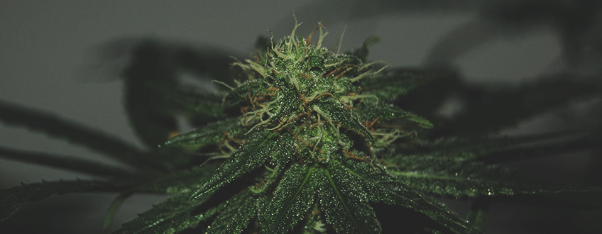 Tatanka Pure CBD Tatanka Pure CBD