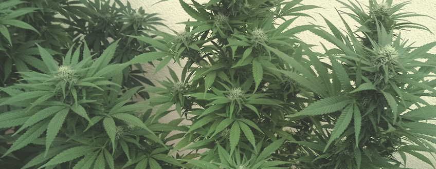 Tatanka Pure CBD Tatanka Pure CBD