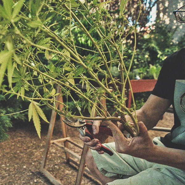 Coltivare Cannabis Indoor e Outdoor con un Budget Limitato Coltivare Cannabis Indoor e Outdoor con un Budget Limitato