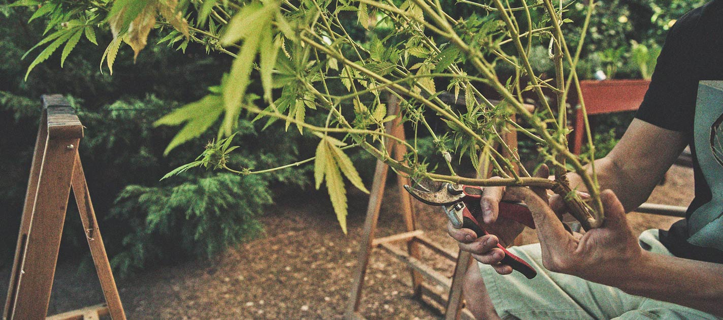 Coltivare Cannabis Indoor e Outdoor con un Budget Limitato Coltivare Cannabis Indoor e Outdoor con un Budget Limitato