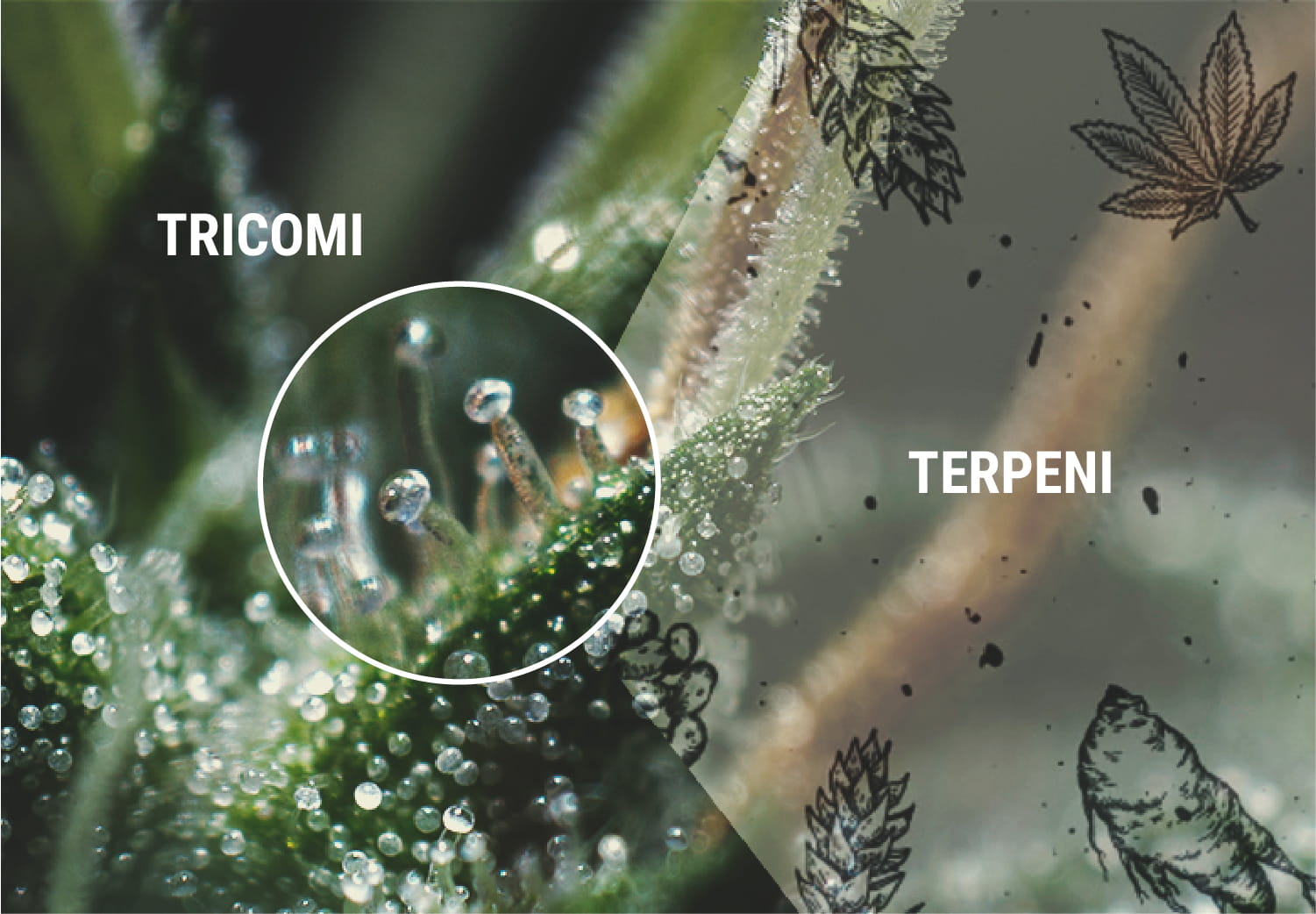 Terpeni e terpenoidi