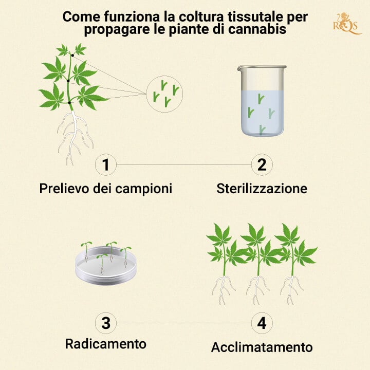 HOW CANNABIS TISSUE PROPAGATION WORKS