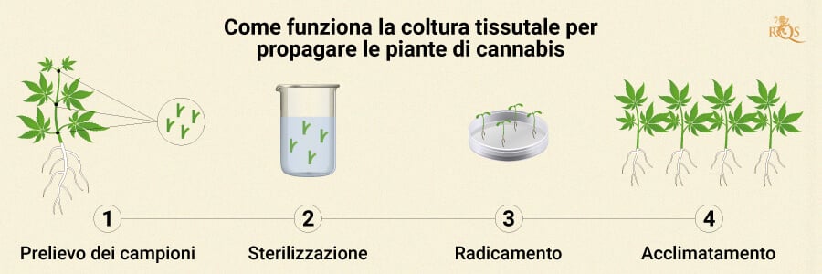 HOW CANNABIS TISSUE PROPAGATION WORKS