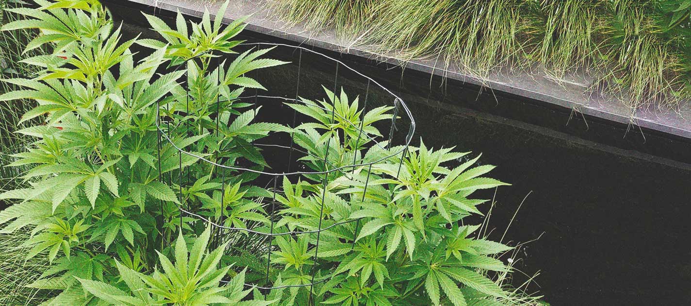 I Modi Migliori per Sostenere Grandi Fiori di Cannabis Indoor ed Outdoor